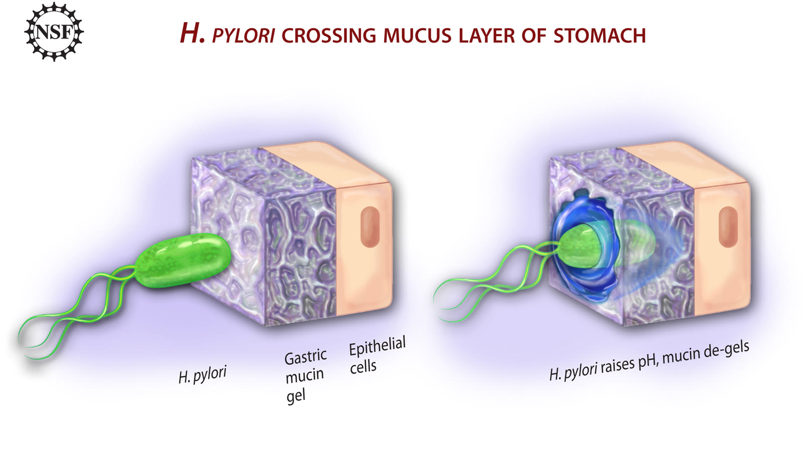 Illustration af Helicobacter pylori-bakterier, der trænger gennem mavesækkens slimlag